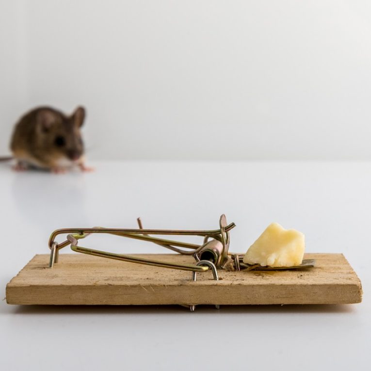 Comment éliminer les souris efficacement et durablement ?