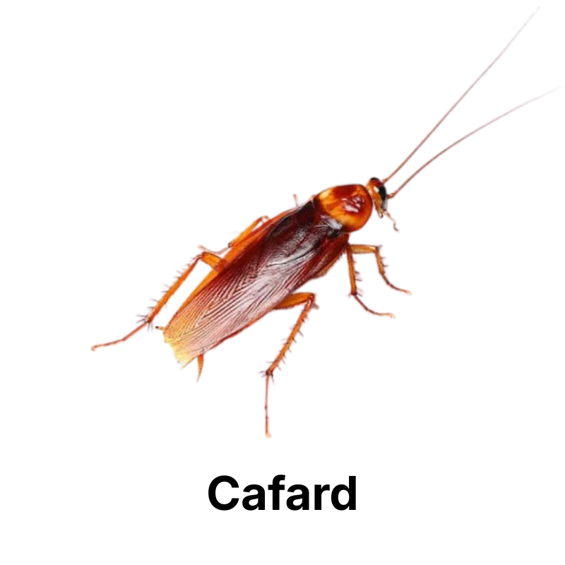 Nos produits anti-cafards et blattes