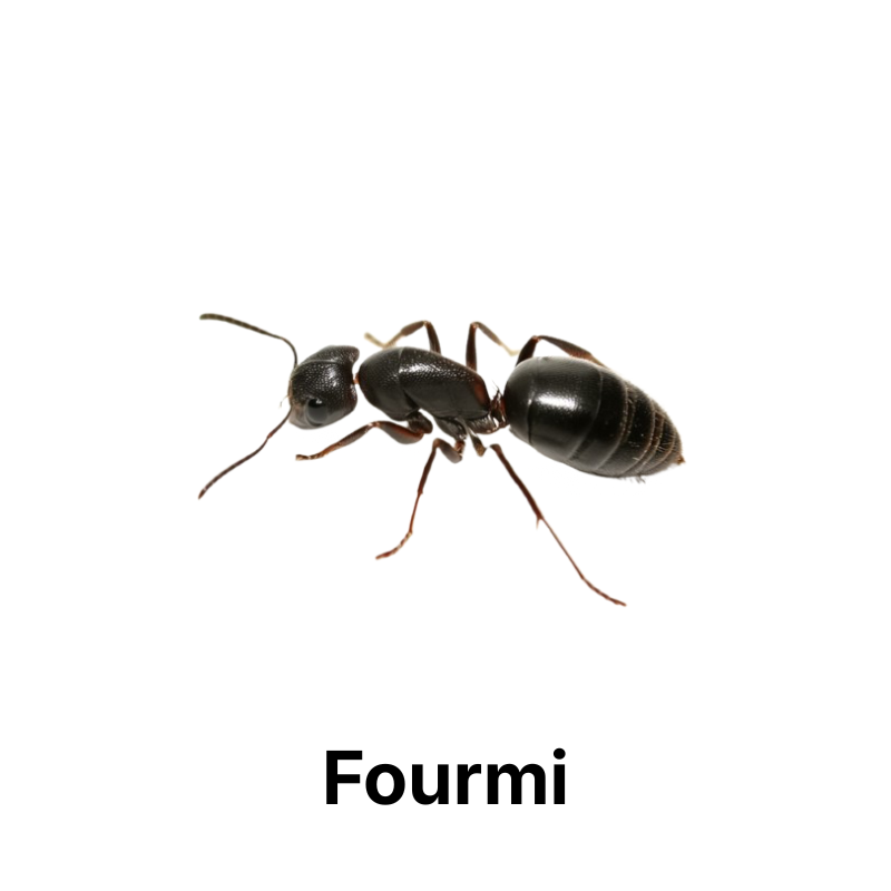 Nos produits anti-fourmis