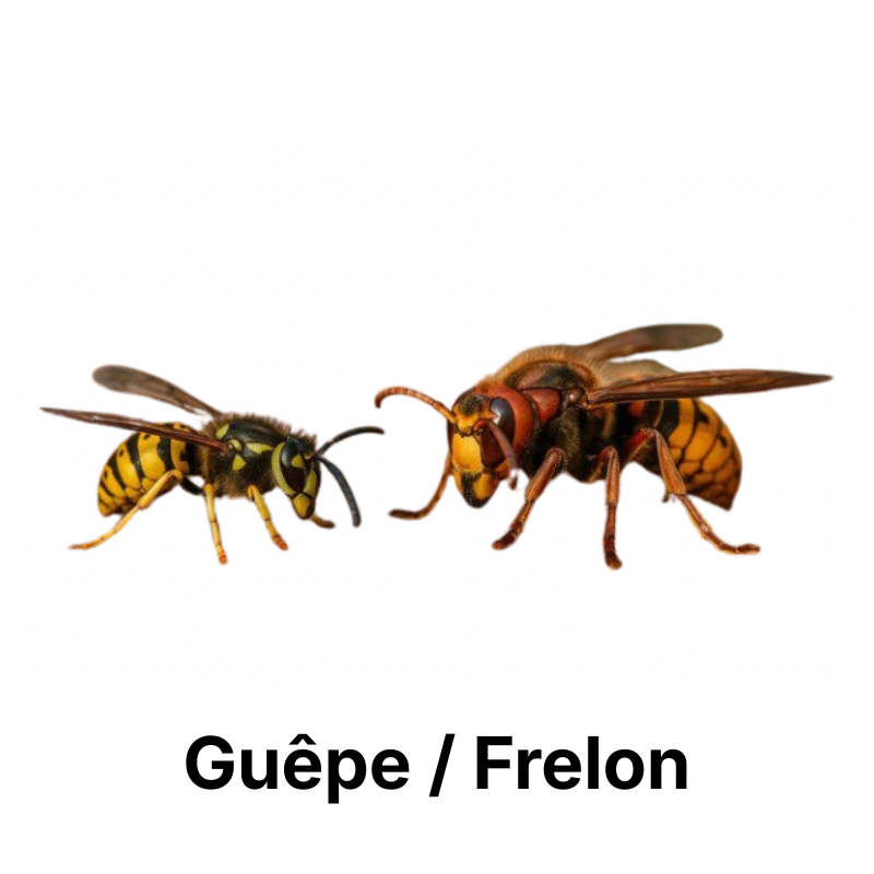 Nos produits anti-guêpes et frelons