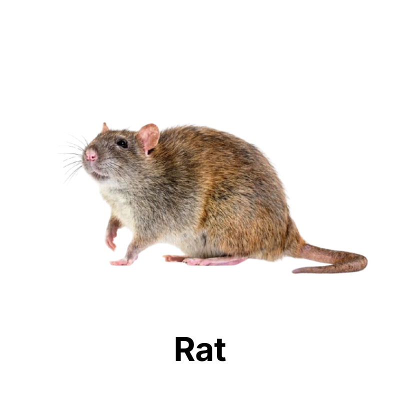 Nos produits anti-rats