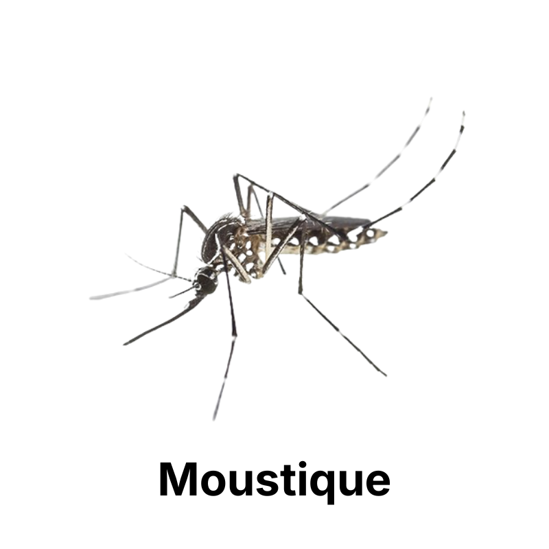 Nos produits anti-moustiques