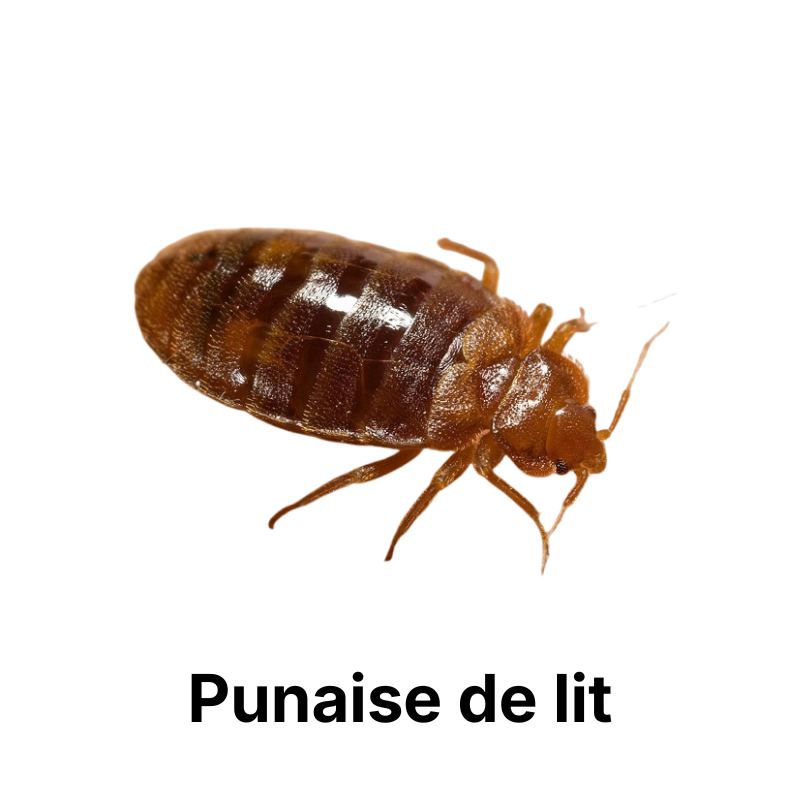Nos produits anti-punaises de lit