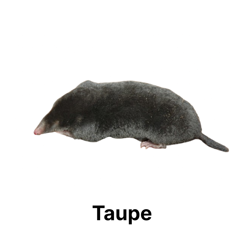 Nos produits anti-taupes