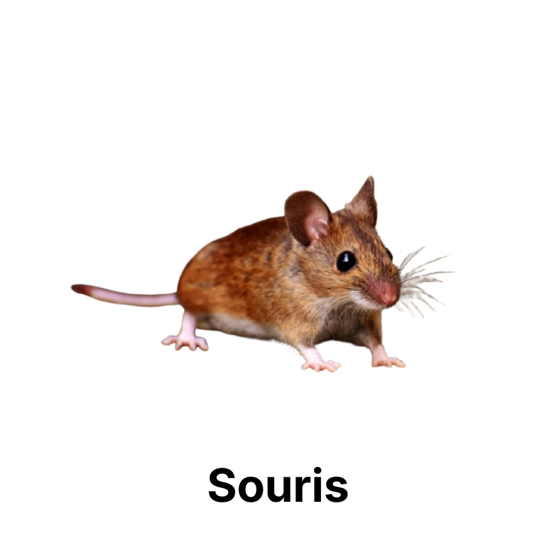 Nos produits anti-souris